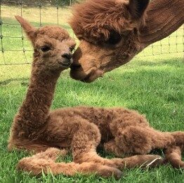 Geboorte en criabegeleiding